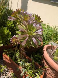 composizione piante grasse rose