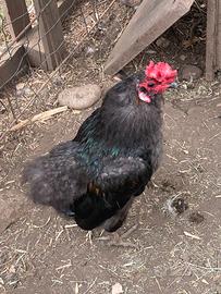 Gallo