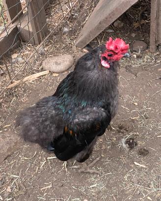 Gallo