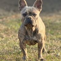 Bulldog francese