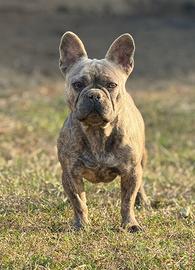 Bulldog francese