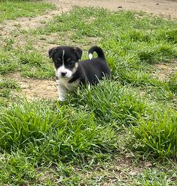 Corgi Pembroke