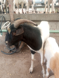 Vendita di Caproni maschi