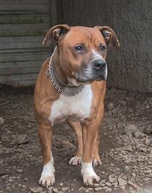 Zeus è un Amstaff di 7 anni