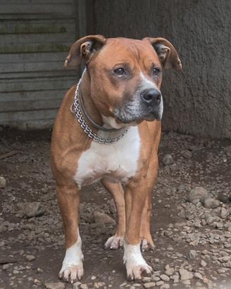 Zeus è un Amstaff di 7 anni