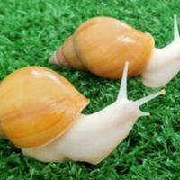 Lumache africane giganti Achatina fulica