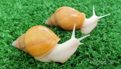 Lumache africane giganti Achatina fulica