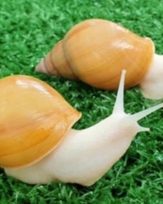 Lumache africane giganti Achatina fulica