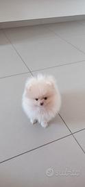 Spitz di Pomerania