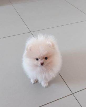 Spitz di Pomerania
