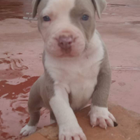 Pitbull Silver con pedigree mckci