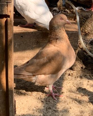 Colombi texani e California a doppio petto