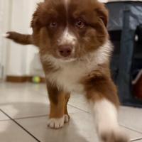 Cucciola pastore australiano