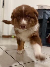 Cucciola pastore australiano