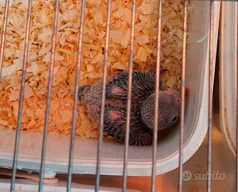 Parrocchetto dal collare viola