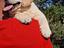 Immagine 4
