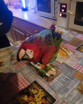 Pappagalli