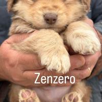Cucciolo in adozione