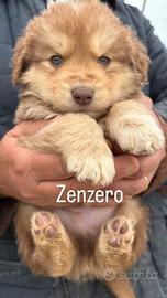 Cucciolo in adozione