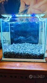 acquario 