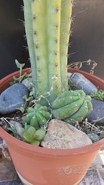 Cactus Piante Grasse - Trichocereus Pachanoi