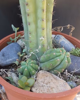 Cactus Piante Grasse - Trichocereus Pachanoi