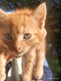 regaliamo gattini
