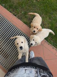 Cuccioli Golden Retriever