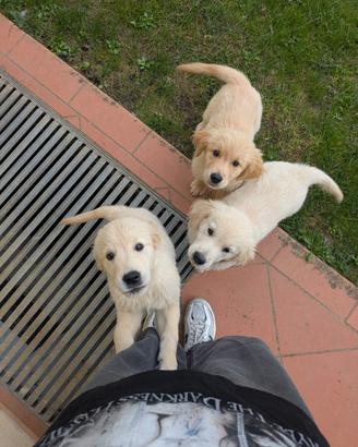 Cuccioli Golden Retriever