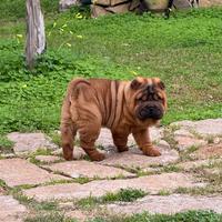 Sharpei