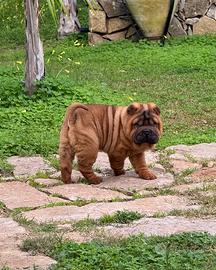 Sharpei