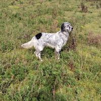 Setter inglese femmina