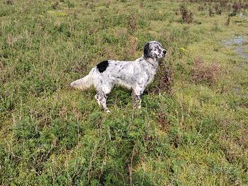 Setter inglese femmina