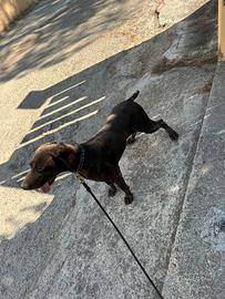 Bracco Tedesco