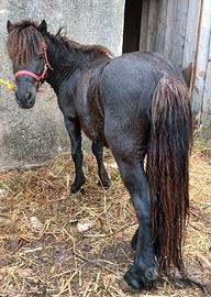 Pony Shetland