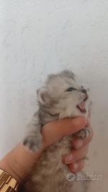 Gatti- gattini-cuccioli- persiani