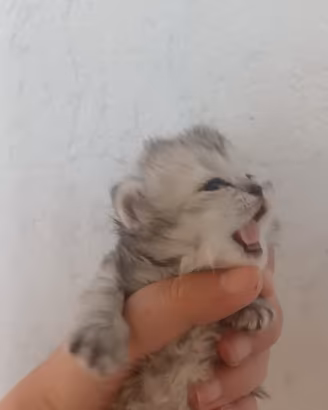 Gatti- gattini-cuccioli- persiani