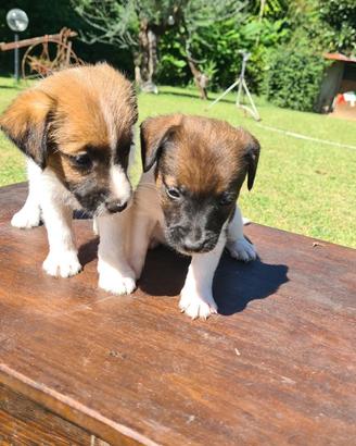 Jack Russell