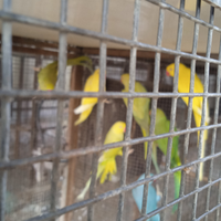 Parrochetti dal collare