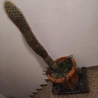 pianta grassa 