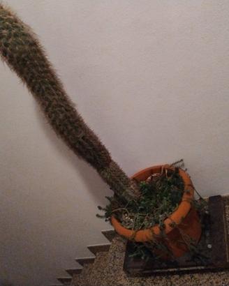 pianta grassa 