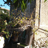 Borgo quinzio, farà in sabina Rieti