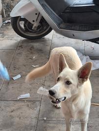 Cucciolo 7 mesi