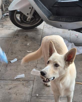 Cucciolo 7 mesi