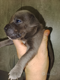 Staffordshire bull terrier blu