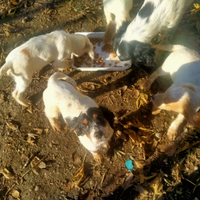 Cuccioloni razza setter inglese