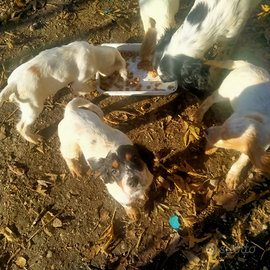 Cuccioloni razza setter inglese