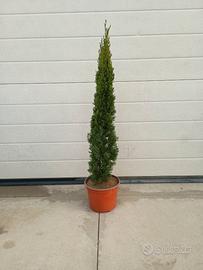 Cipresso Totem h. 70 vaso 18