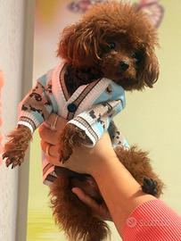 Barboncino tea Cup linea asiatica rosso intenso