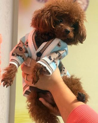 Barboncino tea Cup linea asiatica rosso intenso